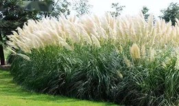 九草在线播放观看,探寻神秘草药世界的奇幻之旅